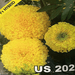 us 202 marigold (us agri seeds)