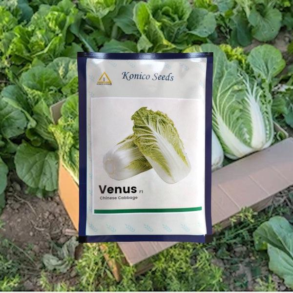 venus f1 chinese cabbage (konico seeds)