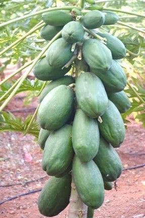 victoria f1 hybrid papaya (united genetics, usa)
