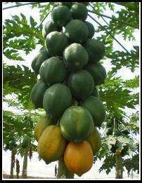 Vinayak F1 Hybrid Papaya (VNR Seeds) - Farmers Stop