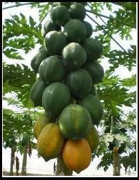 vinayak f1 hybrid papaya (vnr seeds)
