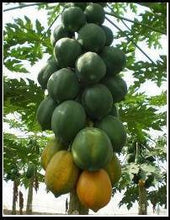 vinayak f1 hybrid papaya (vnr seeds)