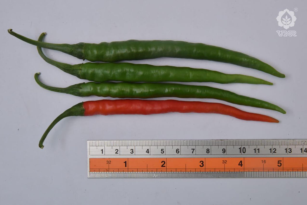 vnr 1786 f1 hybrid chilli (vnr seeds)