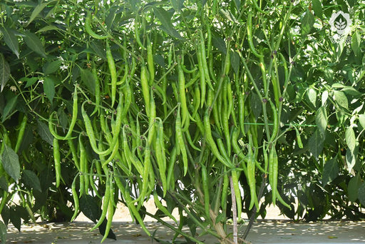 vnr vidya 725 f1 hybrid chilli (vnr seed's)