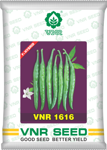vnr 1616 f1 hybrid chilli (vnr seeds)
