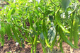 vnr 1921 f1 hybrid chilli (vnr seed's)