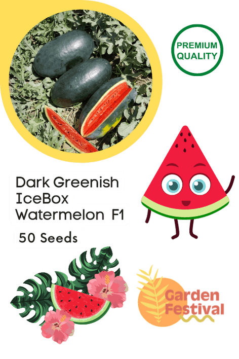 dark greenish icebox type hybrid watermelon  (garden festival)