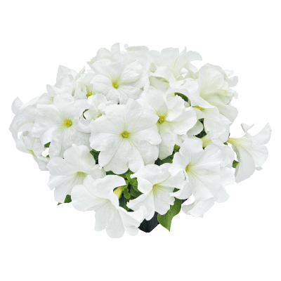 hanging baskets petunia x hybrida grandiflora f₁ success! hd (benary) 1000 seeds / white