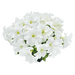 hanging baskets petunia x hybrida grandiflora f₁ success! hd (benary) 1000 seeds / white