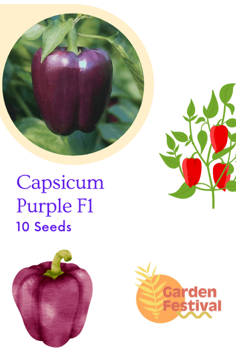 capsicm purple best quality hybrid f1 seeds  (garden festival)