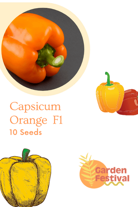 capsicum orange best quality hybrid f1 seeds  (garden festival)
