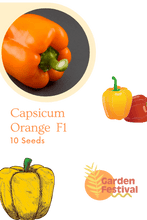 capsicum orange best quality hybrid f1 seeds  (garden festival)