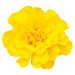 safari french marigold tagetes patula (benary) 1000 seeds / yellow