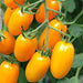 yellow cherry f1 hybrid tomato