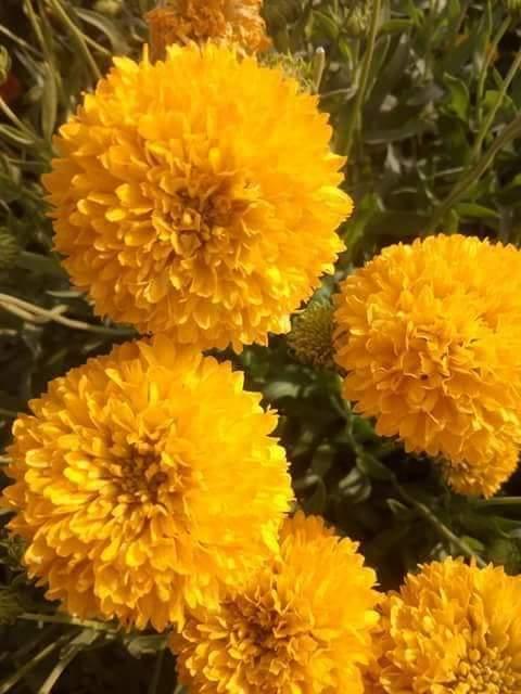 yellow shine/येलो शाइन नवरंगा/gaillardia pure yellow flower seeds (konico seeds)