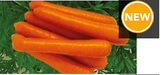 zubera f1 hybrid carrot (clause seeds)