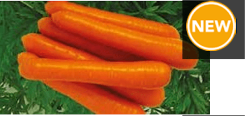 zubera f1 hybrid carrot (clause seeds)